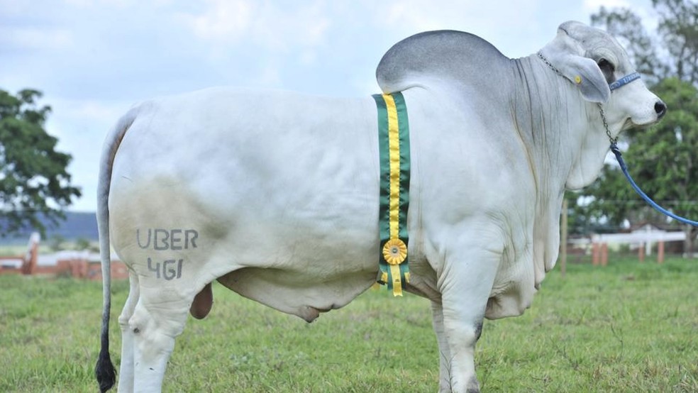 Touro Brahman Mr. Uber Araguaia 461 &mdash; Foto: Reprodu&ccedil;&atilde;o/TV Integra&ccedil;&atilde;o