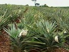 Agricultores de MG estão desistindo da cultura do abacaxi