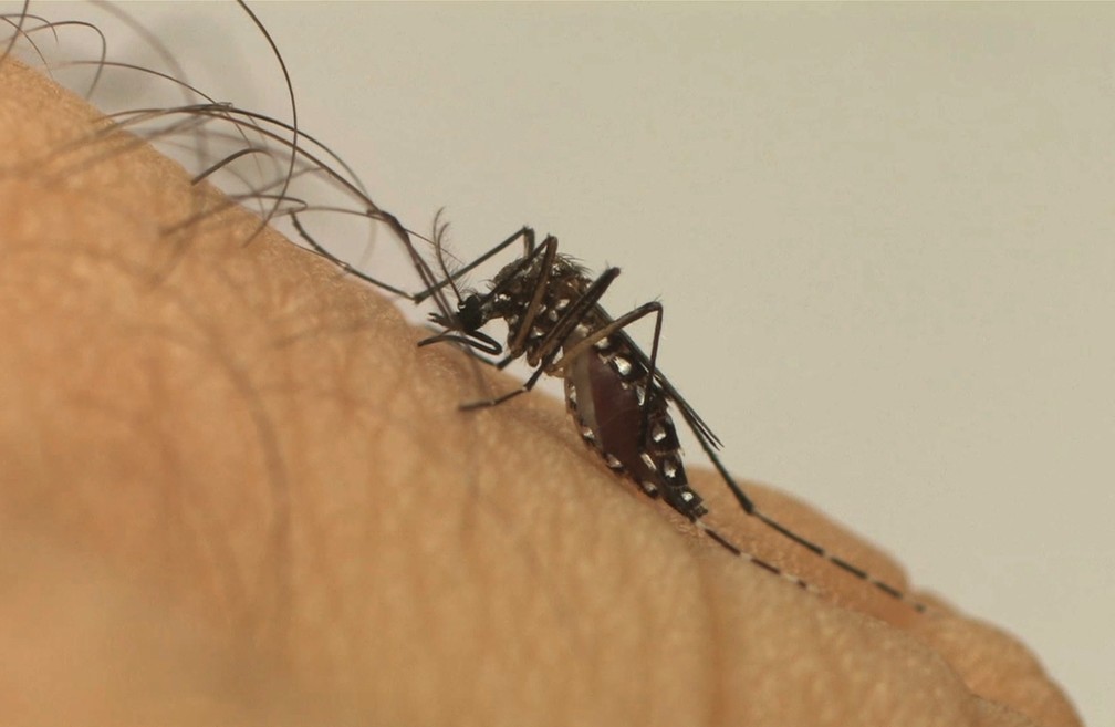 Dengue já supera número dos últimos 5 anos em algumas cidades do Sul de MG — Foto: Fiocruz/Divulgação