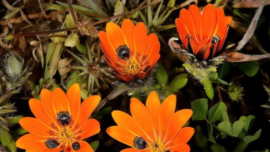 Margarida laranja "finge" que é mosca fêmea para atrair polinizadores