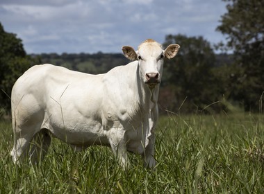 bovinos-boi-corte-carne-nobre-raça-araguaia (Foto: Origem Premium)