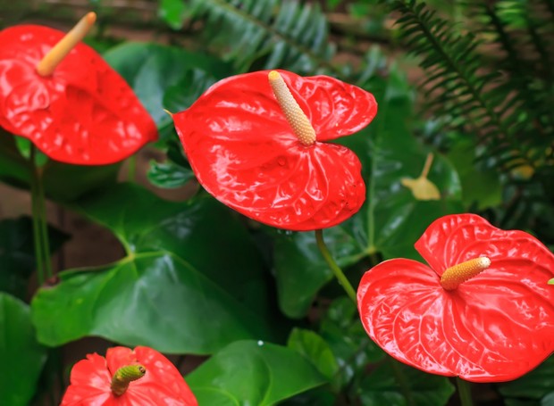 10 flores para presentear em vasos ou arranjos no Dia das Mães - Casa e  Jardim | Paisagismo