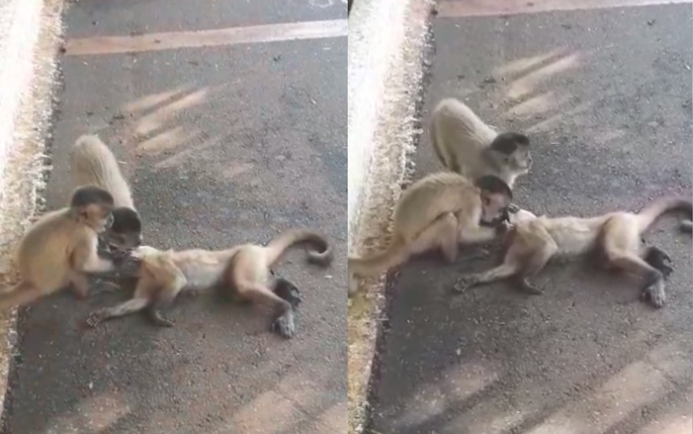 Momento em que os macacos 'examinaram' a boca do animal ferido, em Goiânia — Foto: Reprodução/TV Anhanguera