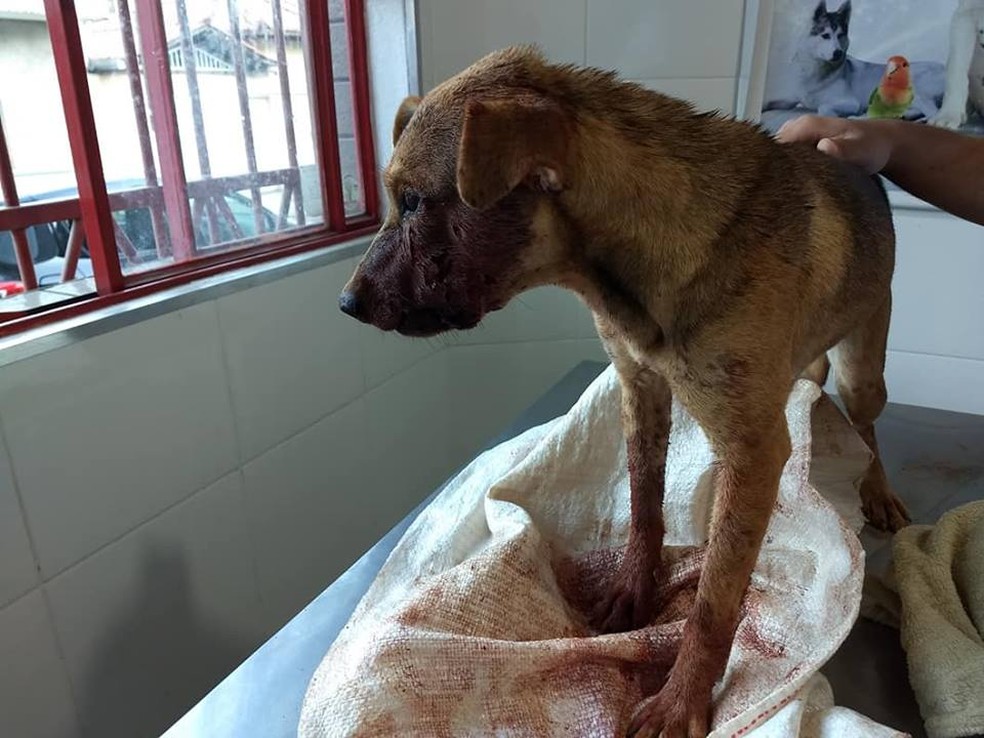 Cadela foi atingida por tiros na BR-262, em Caeté (MG) — Foto: Paula Senra/Divulgação