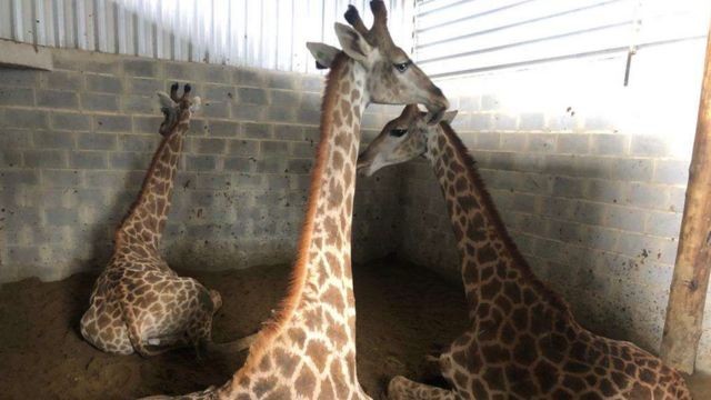 'Do ponto de vista da conservação, isso é trágico para a imagem dos zoológicos e para a imagem do Brasil, mas principalmente para essas girafas', diz o especialista em animais Roched Seba (Foto: POLÍCIA FEDERAL/DIVULGAÇÃO)
