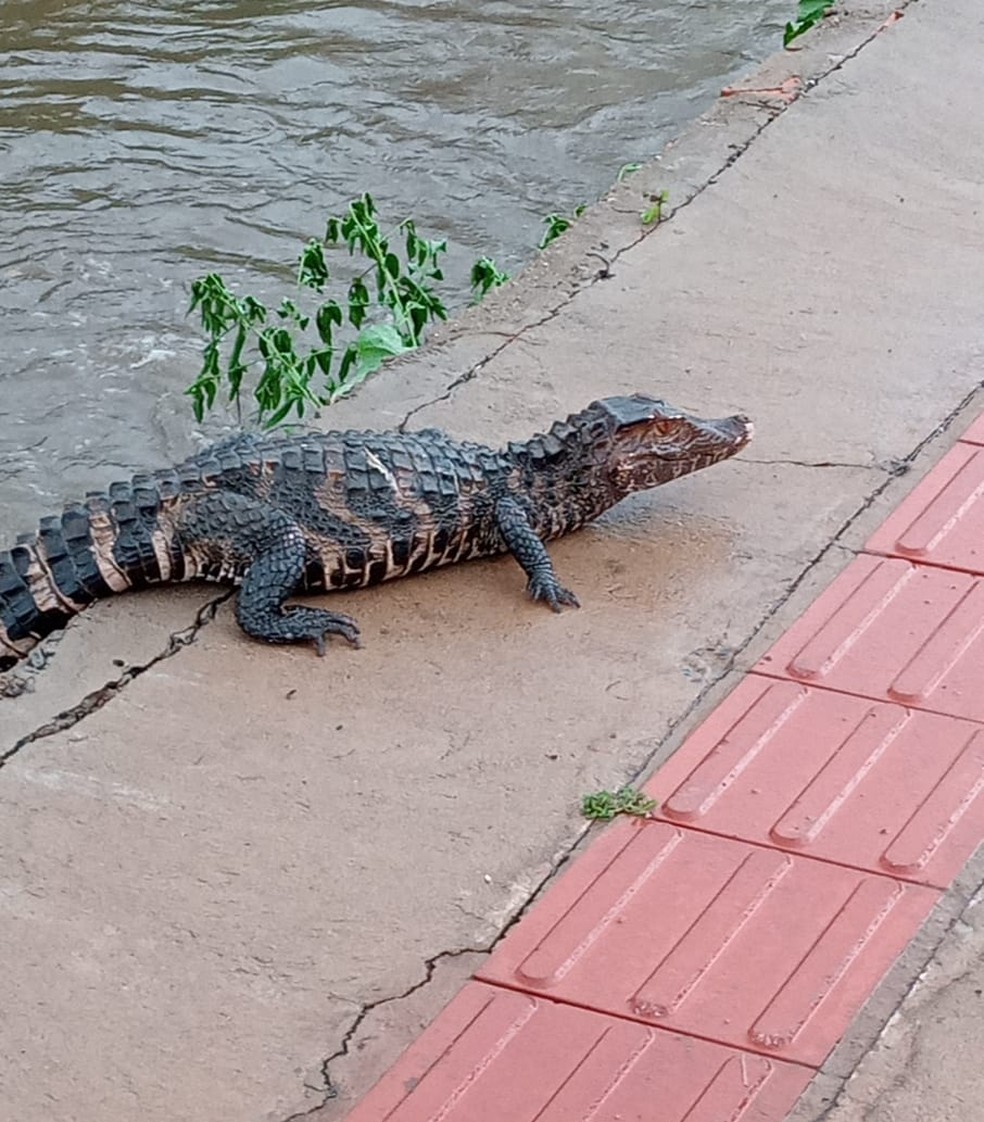 Jacaré saiu de córrego para fugir de correnteza — Foto: Reprodução