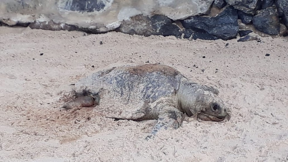 Tartaruga foi encontrada morta na praia de Ondina, em Salvador — Foto: Andréa Silva/TV Bahia 