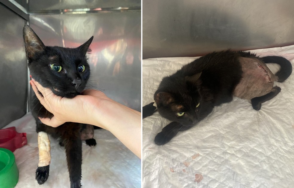 Gata se recupera após ser resgatada com vergalhão cravado no corpo em Jaú — Foto: Hospital Veterinário Araújo/Divulgação