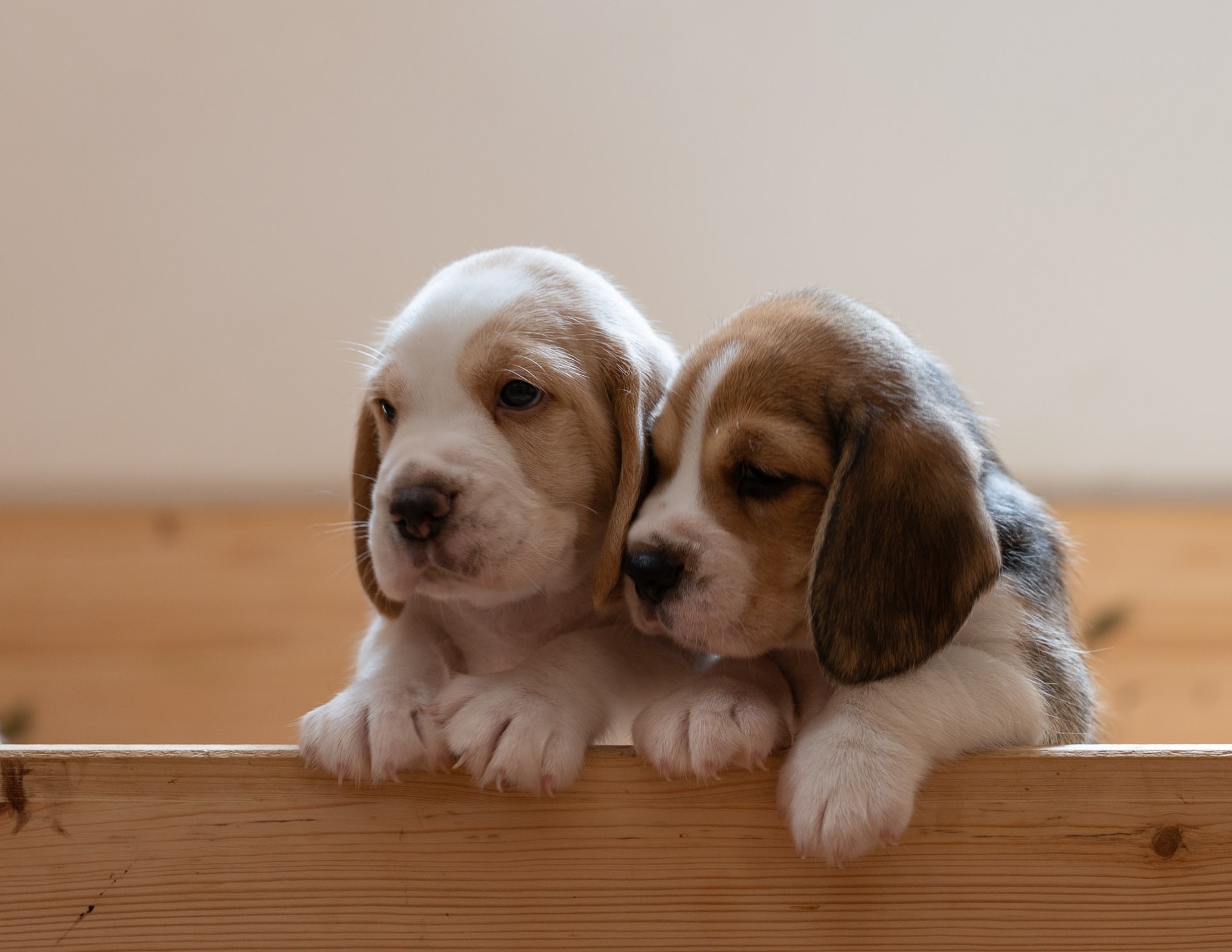 Pesquisadores alteraram células e clonaram dois filhotes da raça beagle (Foto: Ben Michel/Unsplash)