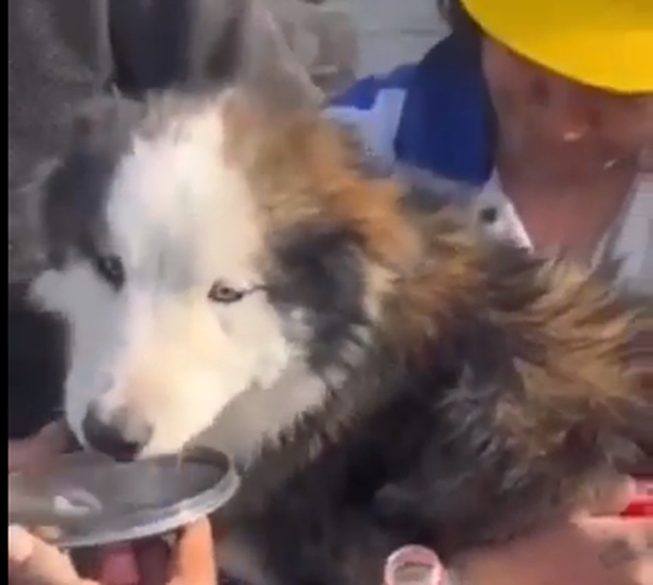 Cachorro apelidado de Aleks foi resgatado com vida dos escombros na Turquia três semanas após o devastador terremoto de 6 de fevereiro de 2023