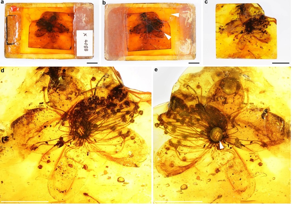 Imagens mostram detalhes de flor de âmbar preservada há milhões de anos — Foto: Reprodução