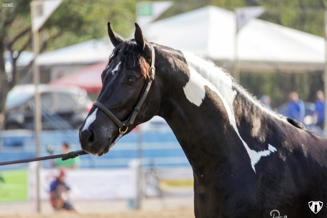 Corridas de cavalos: lesões e sacrifícios impactam fãs e críticos -  Internacional - Estado de Minas