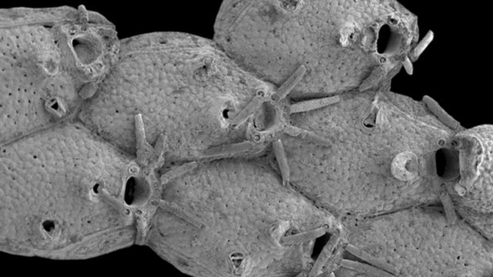 Um briozoário chamado Microporella funbio foi descoberto em um vulcão submarino de lama na costa espanhola — Foto: Atlas via BBC