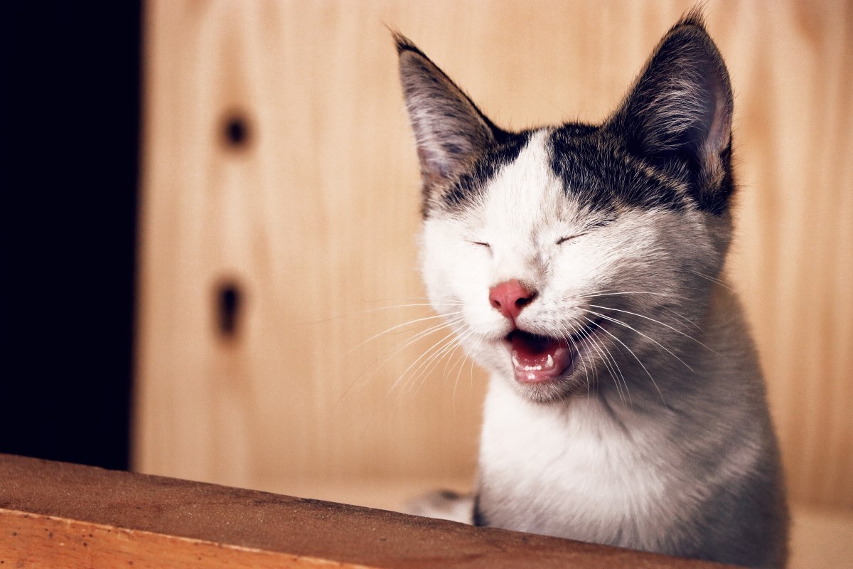 Os gatos também precisam de uma limpeza oral regular (Foto: Pexels/ Amir Ghoorchiani/ CreativeCommons)