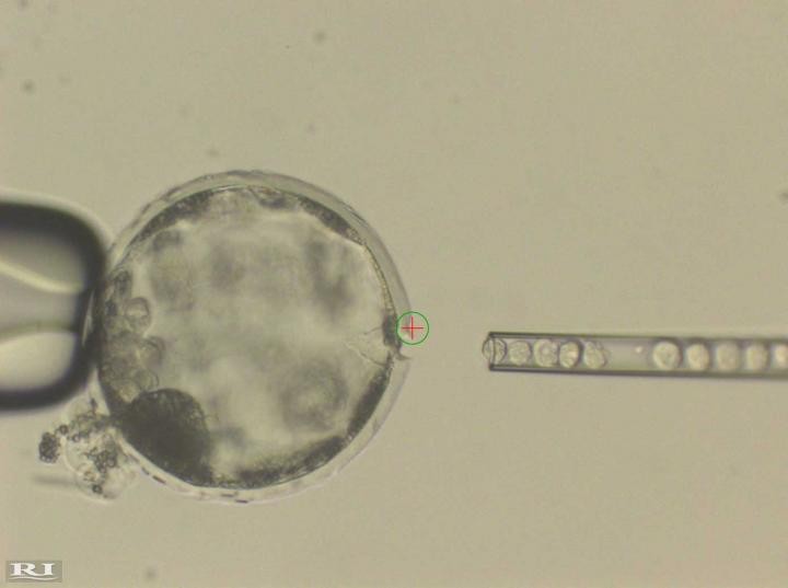 Cientistas Criam O Primeiro Embrião Híbrido De Porcos E Humanos Revista Galileu Ciência 