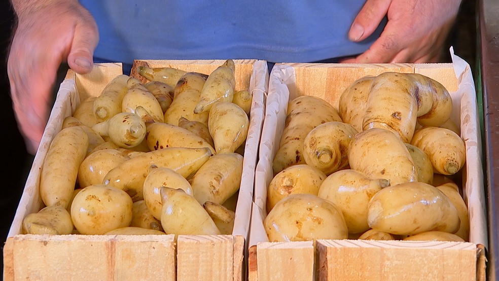 Produtores colhem batata yacon — Foto: Reprodução/TV TEM