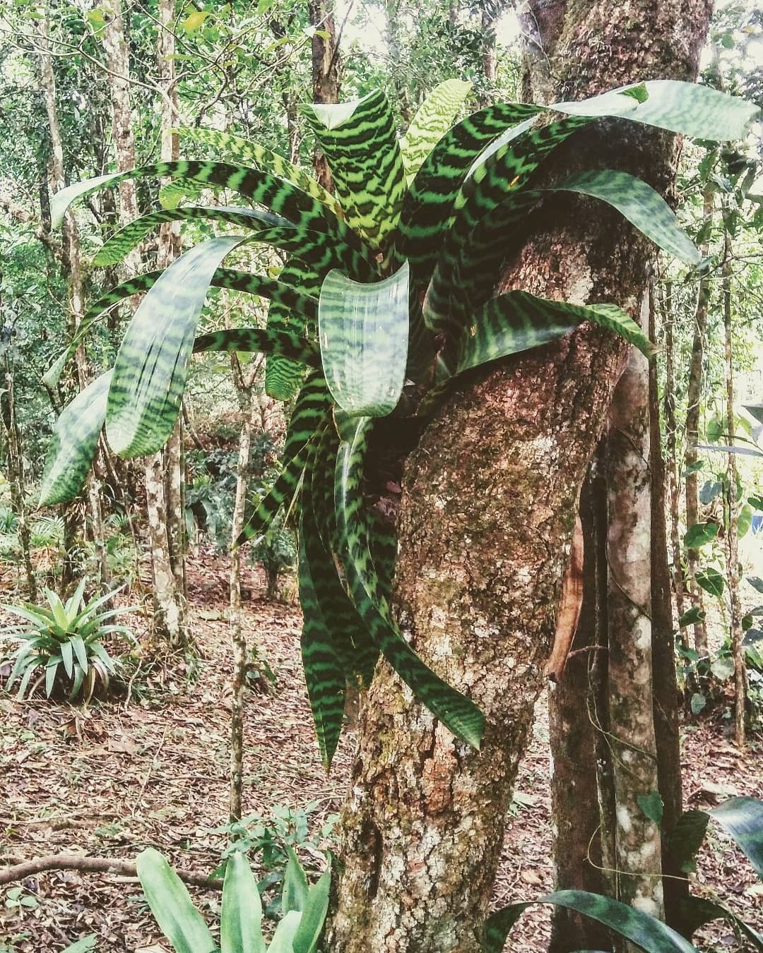 A Vriesea hieroglyphica em seu habitat natural, ancorada no tronco de uma árvore. Registro da designer botânica @ErikaOst (Foto: Instagram/Reprodução)