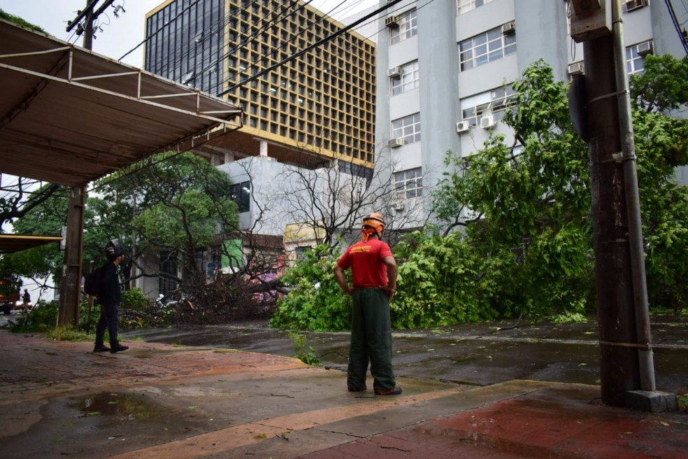 Árvore cai durante chuva e interrompe trânsito em rua central de Campo Grande. — Foto: Corpo de Bombeiros/Divulgação