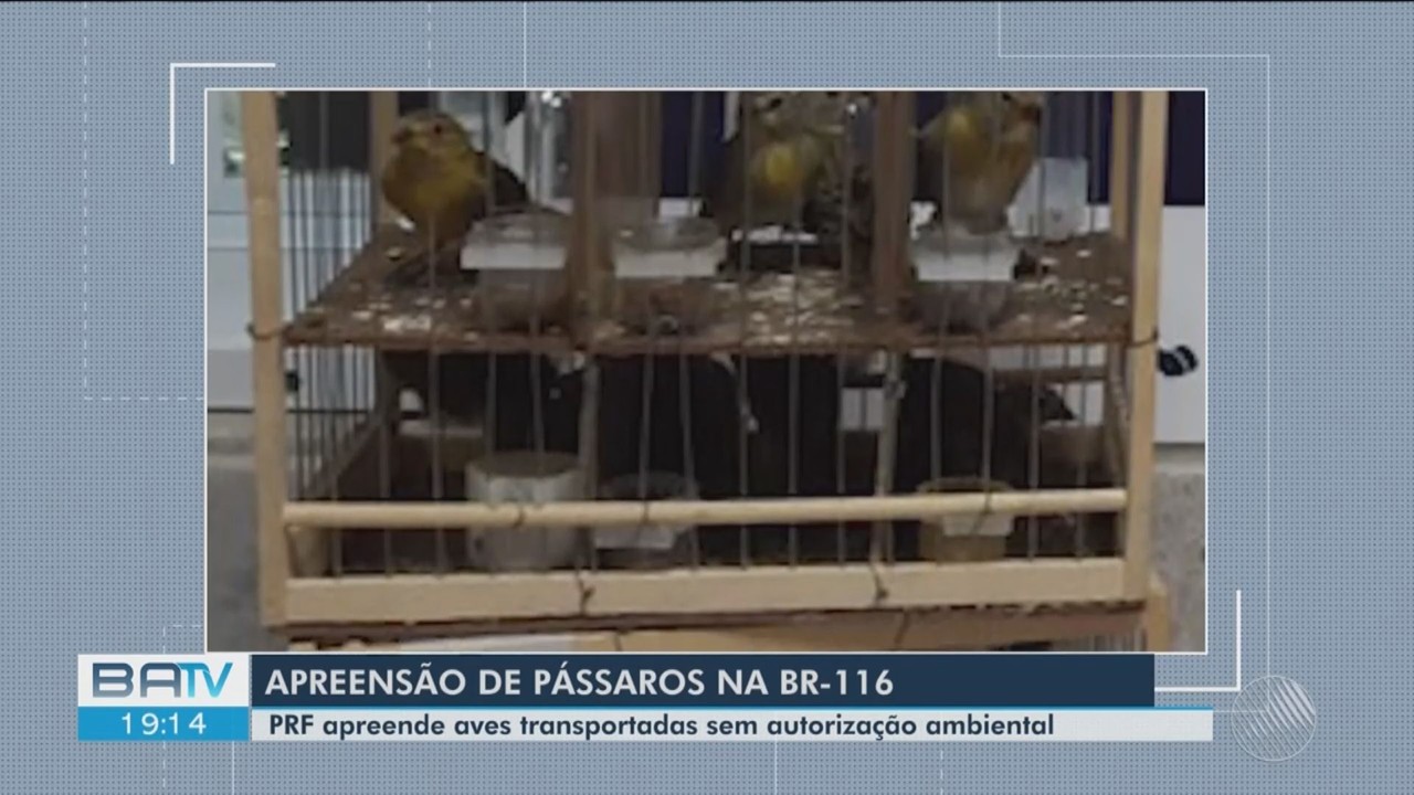 Operações da PRF apreendem 19 aves transportadas sem autorização ambiental na BR-116