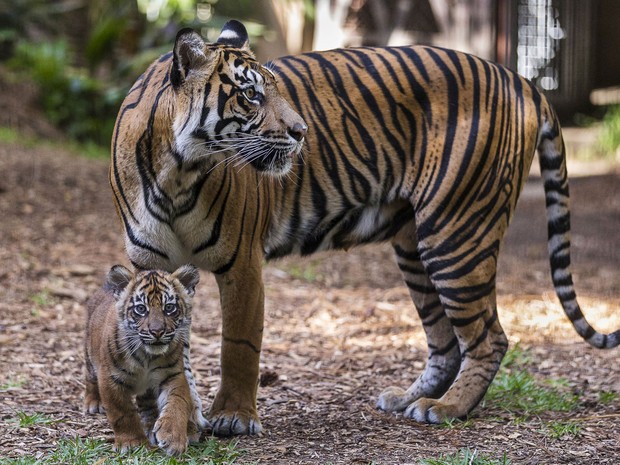 A tigre de Sumatra Joanne é vista ao lado de um de seus filhores no San Diego Zoo Safari Park  (Foto: Ken Bohn/San Diego Zoo Safari Park via AP)