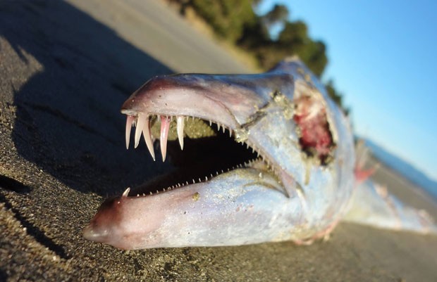 Peixe de aparência estranha intrigou moradores de uma ilha na Nova Zelândia (Foto: Leroy Bull/Divulgação)