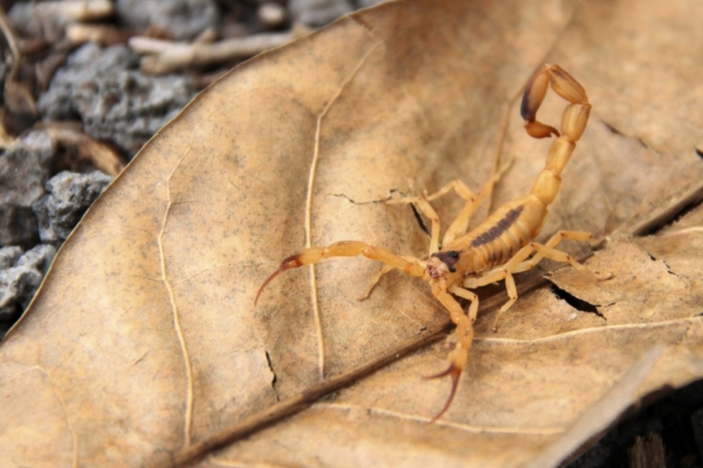 Picadas de escorpião exigem cuidados específicos — Foto: Miva Filho/Secretaria de Saúde