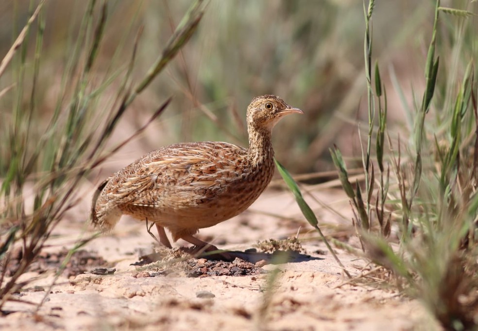 Gemeos Fazem Registro Inedito De Uma Das Aves Menos Conhecidas Do Cerrado Terra Da Gente G1