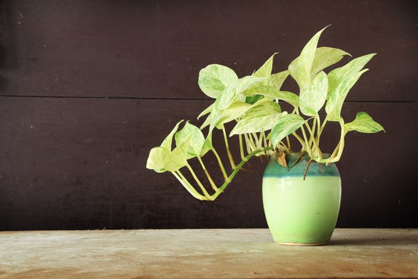 Plantas para dentro de casa (Foto: Thinkstock)