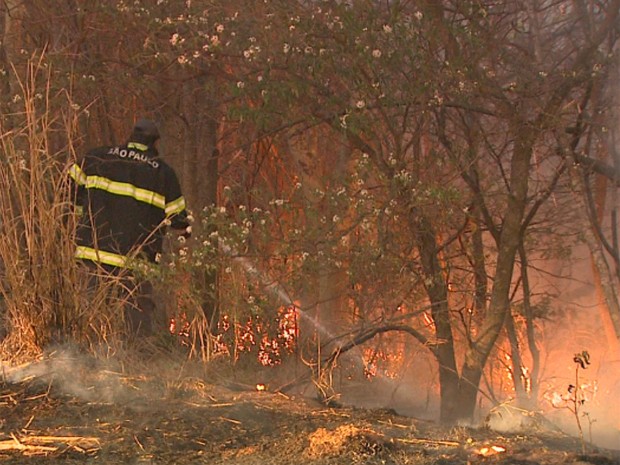 Incêndio destruiu área de mata entre Monte Alto e Taquaritinga (Foto: Ronaldo Gomes/EPTV)