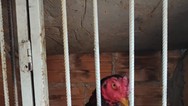 Operao fecha rinha, encontra galos machucados e apreende drogas e mais de R$ 3,5 mil em dinheiro