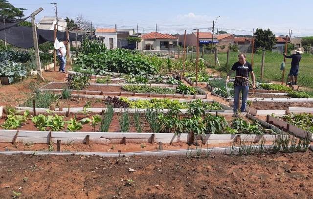 Criado pela prefeitura, o projeto de hortas comunitárias de Birigui agora é mantido pelas famílias agricultoras  (Foto: Prefeitura Municipal de Birigui / Reprodução)