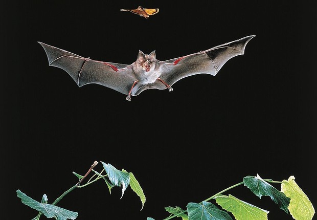 morcego (Foto: Foto: DeAgostini/Getty Images)