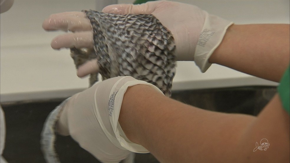 Pele de peixe Ã© usada em tratamentos no CearÃ¡ â€” Foto: TV Verdes Mares