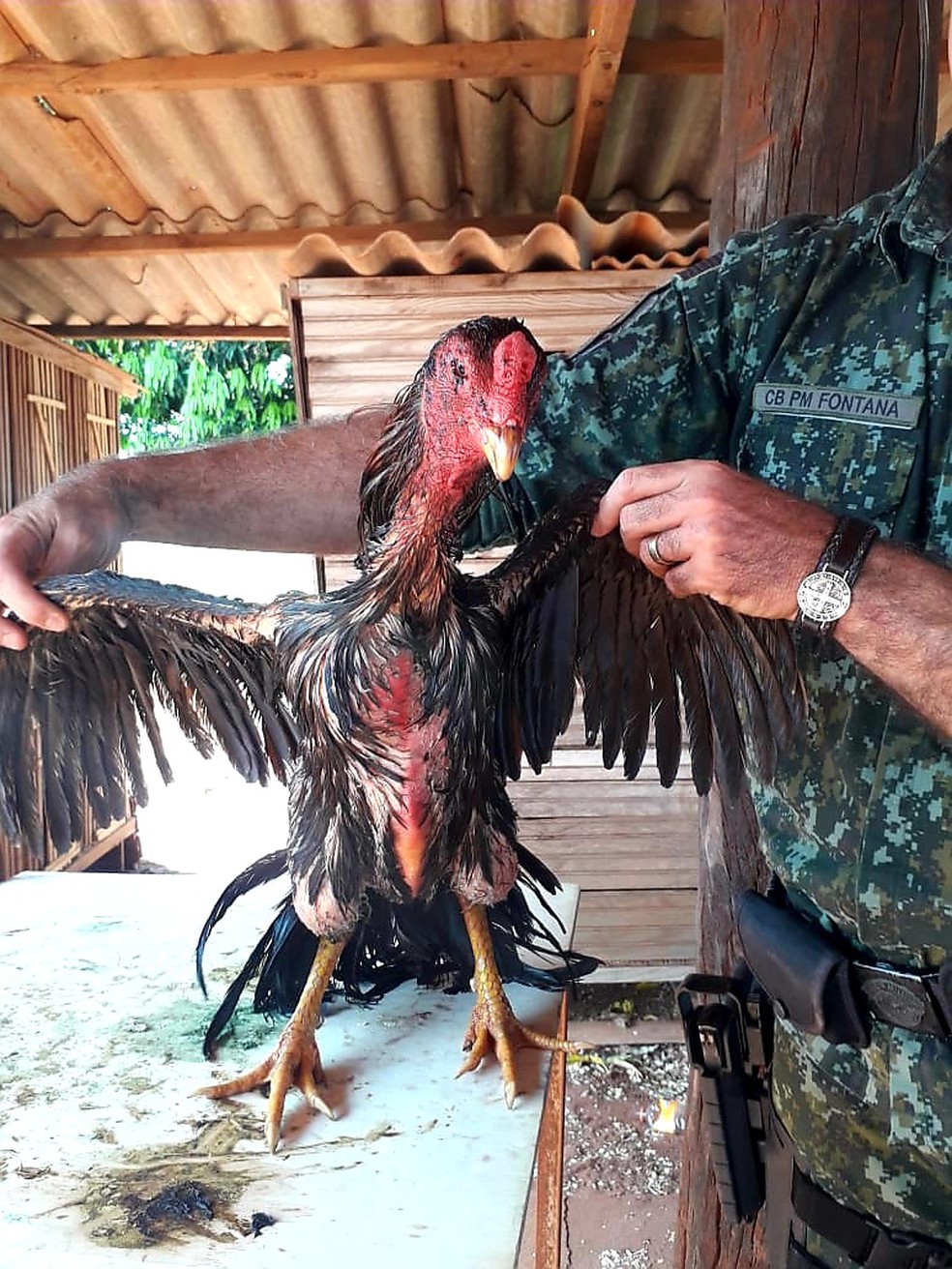 Polícia Ambiental flagra rinha de galos em Mirante do Paranapanema — Foto: Polícia Militar Ambiental 