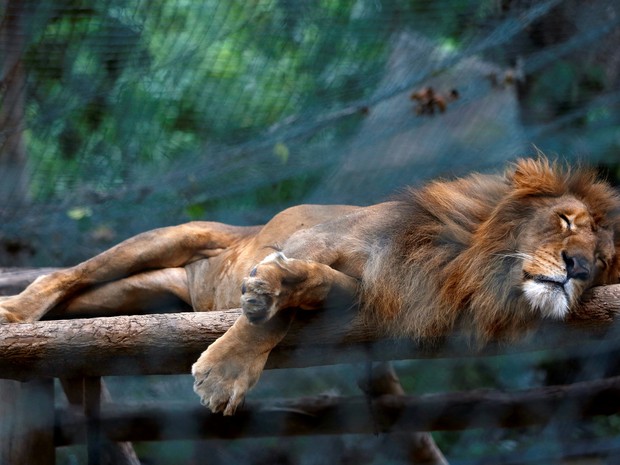 Leão dorme dentro de sua gaiola no jardim zoológico de Caricuao em Caracas (Foto: REUTERS/Carlos Jasso)