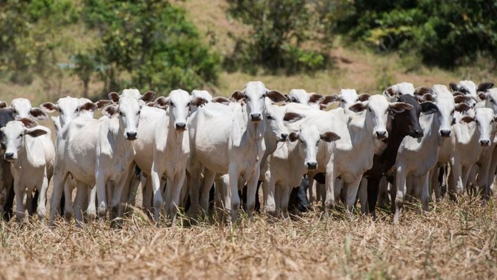 Produção de carne e leite depende do acesso do gado a pastos de boa qualidade e em boa quantidade — Foto: Getty Images