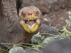De tanto acasalar, tartaruga centenária consegue salvar sua espécie da extinção