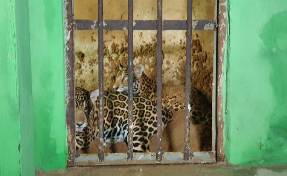 Oncinhas passaram por pelo menos quatro meses de quarentena antes de exibição — Foto: Andryo Amaral/Rede Amazônica Acre