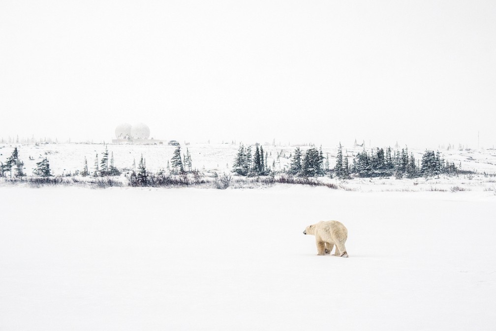 20 de novembro - Um urso polar busca abrigo contra a nevasca que se aproxima perto da comunidade da Baía de Hudson em Churchill, Manitoba, no Canadá — Foto: Carlos Osorio/Reuters
