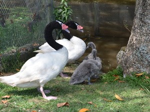 É a primeira vez que os cisnes se reproduzem no Zoo (Foto: Beto Carrero World/Divulgação)