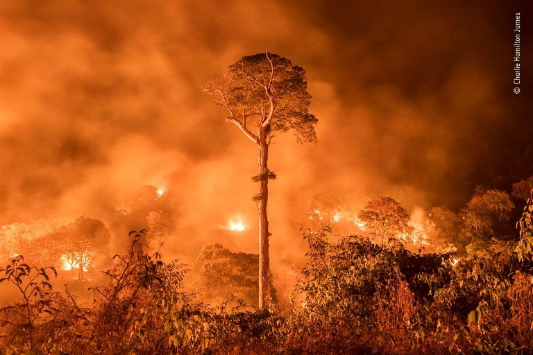 Amazônia em chamas (Foto: Charlie Hamilton James/Wildlife Photographer of the Year)