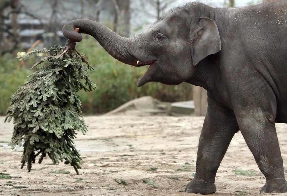 2 de janeiro - O elefante 'Anchali' carrega uma árvore de Natal em seu cerco no zoológico em Berlim, Alemanha. Todos os anos, as árvores de Natal descartadas são oferecidas aos elefantes como lanche (Foto: Michael Sohn/AP)