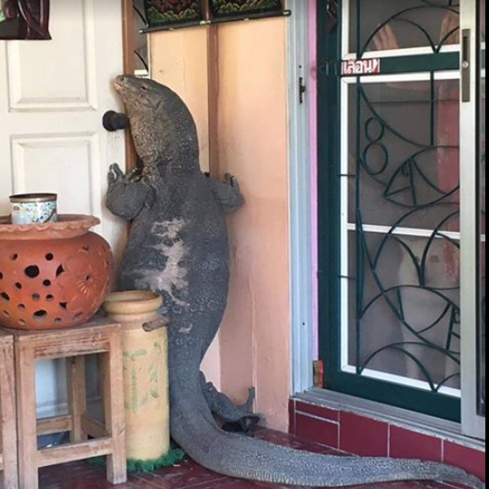 Família tailandesa levou um susto ao flagrar um lagarto enorme na porta de sua casa em Nonthaburi (Foto: Reprodução/Facebook/Attanai Thaiyuanwong)
