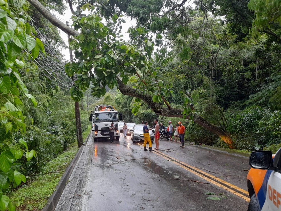 Árvore cai em rede elétrica e interdita totalmente SP-55 em São Sebastião — Foto: Divulgação / Prefeitura Municipal de São Sebastião