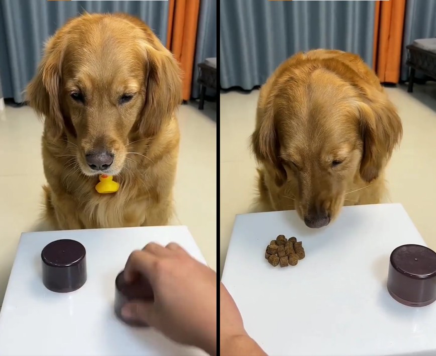 O vídeo já acumula mais de 4 milhões de curtidas no Instagram (Foto: Instagram/ @adore_pankaj/ Reprodução)