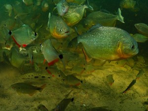 G1 - No Pantanal de MS, cavalgada entre fazendas pode durar até uma semana  - notícias em Mato Grosso do Sul