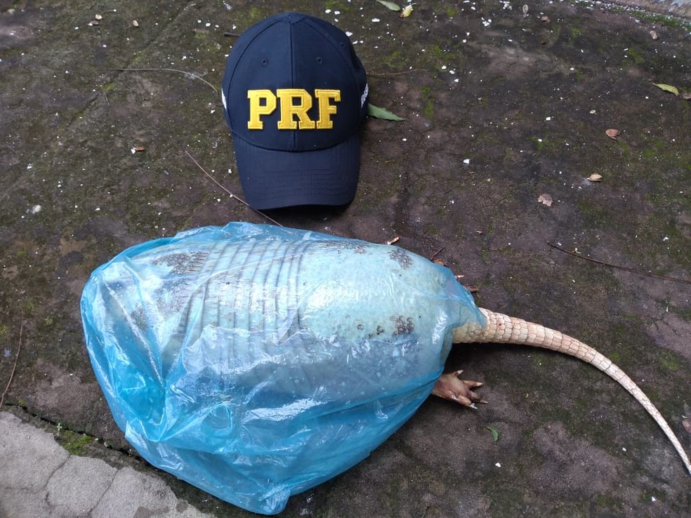 Tatu foi encontrado no interior de um veÃ­culo de passeio na BR-316 em Caxias â€” Foto: DivulgaÃ§Ã£o/PolÃ­cia RodoviÃ¡ria Federal