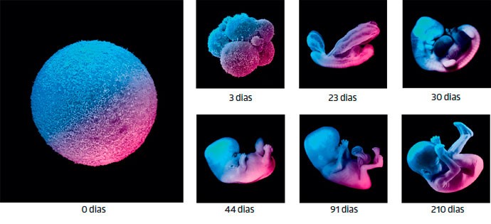 In utero: A formação do embrião desde que ele é apenas um amontoado de células que se multiplicam rapidamente até ganhar a cara de um bebê (Foto: Getty Images)