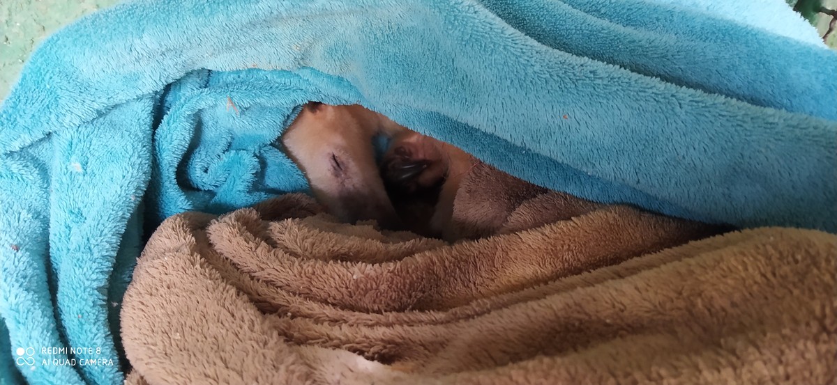 Aquecedores, caixas e iluminação especial: Veja como zoológicos de SC mantêm animais aquecidos no frio - Vimarsana News