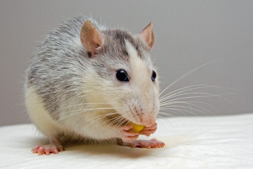 Ratos lambem os lábios quando gostam do que estão comendo, e chacoalham a cabeça quando não gostam — Foto: Reprodução/Pexels